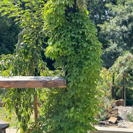 Garden - The Nest בית נופש *